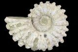 Bumpy Douvilleiceras Ammonite - Madagascar #79116-1